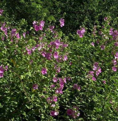 Buschmalve Rosea - Lavatera Olbia