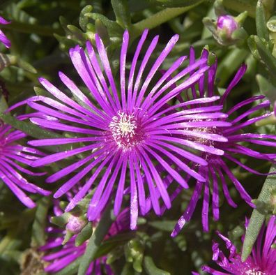 Mittagsblümchen Rosa - Delosperma cooperi