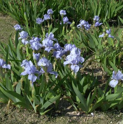 Zwergschwertlilie Eiswürfel - Iris barbata nana