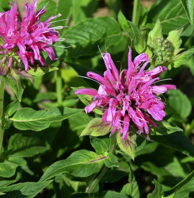 Indianernessel Gewitterwolke - Monarda fistulosa