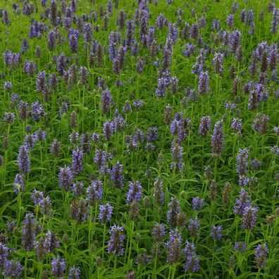 KasKaschmir Katzenminze Neptune - Nepeta nervosa