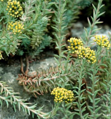 Felsen Fetthenne Elegans - Sedum reflexum