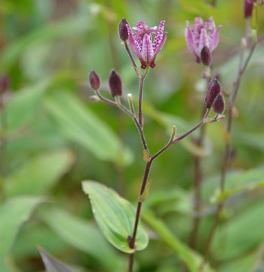 Krötenlilie Dark Form - Tricyrtis cultorum