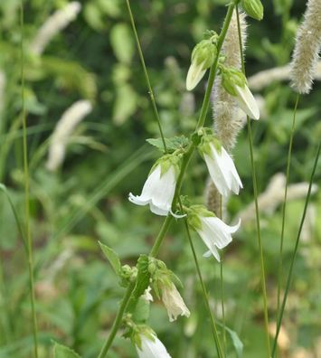 Weiße Kaukasus-Glockenblume - Campanula alliariifolia