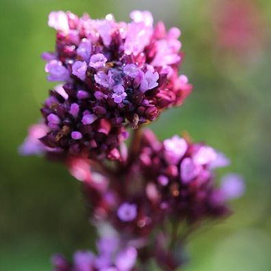 Oregano Herrenhausen - Origanum Laevigatum