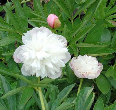 Pfingstrose Alba Plena - Paeonia officinalis