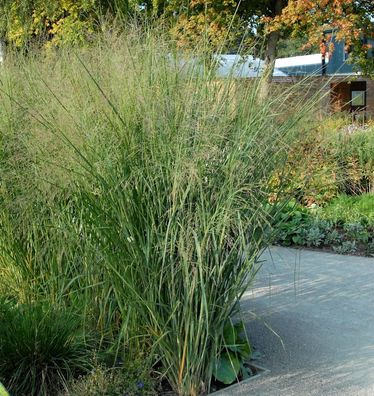 Rutenhirse - Panicum virgatum