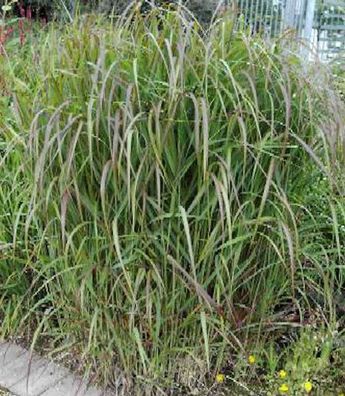 Rutenhirse Hänse Herms - Panicum virgatum