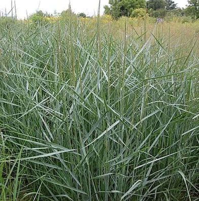 Rutenhirse Prairie Sky - großer Topf - Panicum virgatum