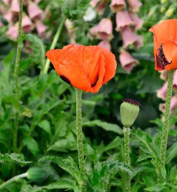 Türkischer Mohn Nana Allegro - Papaver orientale