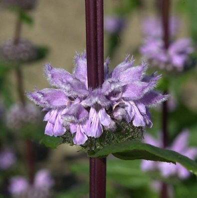 Rosa Brandkraut Amazone - Phlomis tuberosa