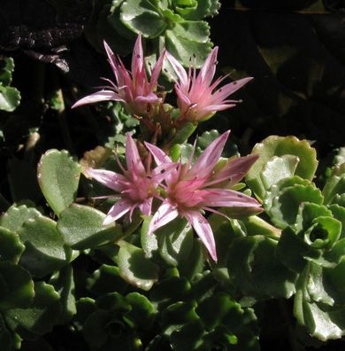 Fetthenne - Stolon Steinraute - Sedum stoloniferum