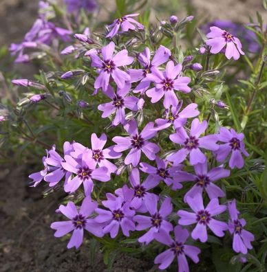 Niedrige Flammenblume Samson - Phlox subulata