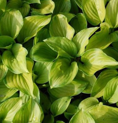 Grünblattfunkie Stained Glass - großer Topf - Hosta plantaginea