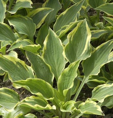 Funkie Autumn Queen Josephine - großer Topf - Hosta cultorum