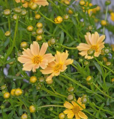 Mädchenauge Elfin Gold - Coreopsis auriculata