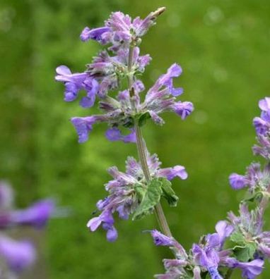 Himalaya Katzenminze - Nepeta subsessilis