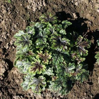 Teppich Purpurglöckchen Tapestry - Heucherella tiarelloides