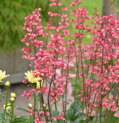 Purpurglöckchen Ruby Bells - Heuchera micrantha