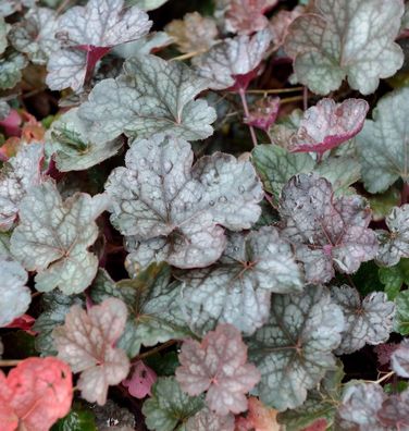 Purpurglöckchen Regina - Heuchera micrantha