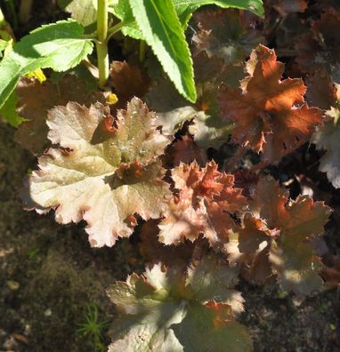 Purpurglöckchen Cappuccino - Heuchera micrantha