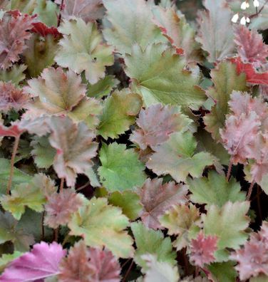 Purpurglöckchen Ebony & Ivory - Heuchera brizoides