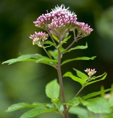 Rosa Wasserdost - Eupatorium cannabinum