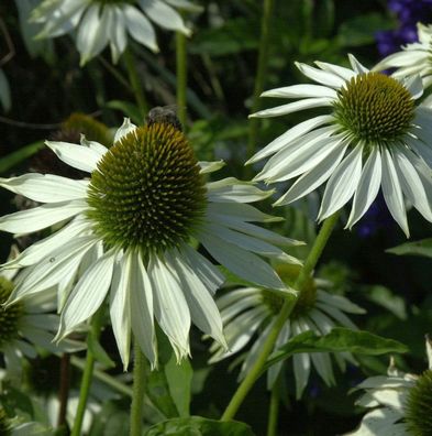 Sonnenhut Baby White Swan - Echinacea purpurea