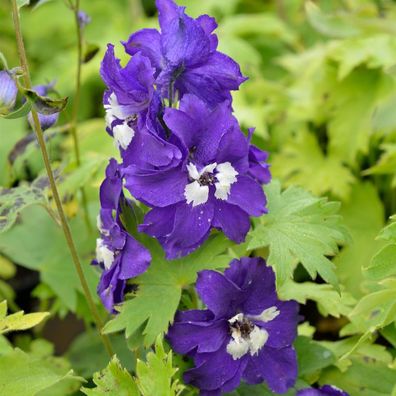 Rittersporn King Arthur - Delphinium pacific