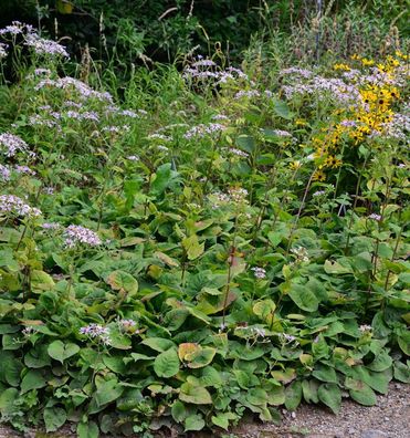 Großblattaster Twilight - Aster macrophyllus