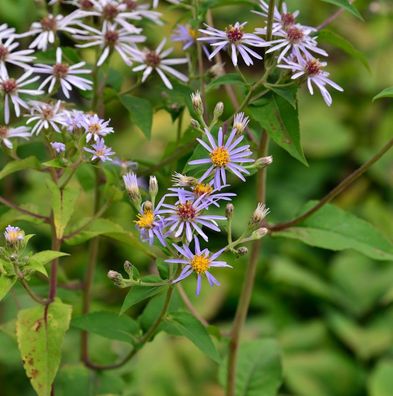 Großblattaster - Aster macrophyllus