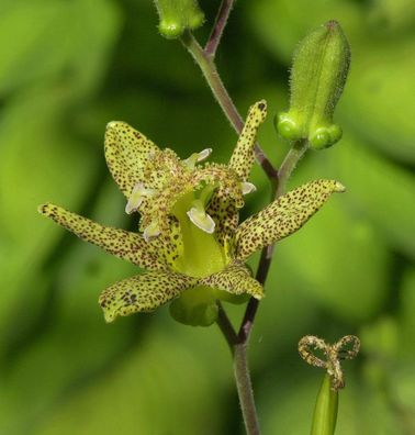 Krötenlilie - Tricyrtis latifolia