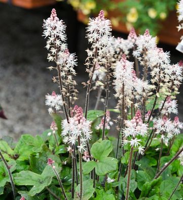 Zipfelblättrige Garten Schaumblüte Spring Symphony - Tiarella laciniata