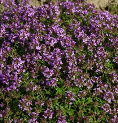 Teppich Thymian Purpurteppich - Thymus praecox
