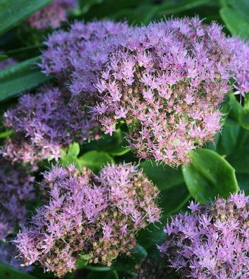 Prächtige Fetthenne Brillant - Sedum spectabile