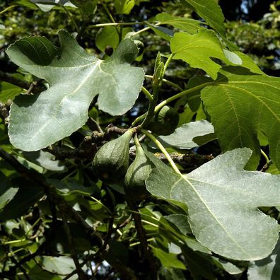 Feigenbaum Brown Turkey 100-125cm - Ficus carica