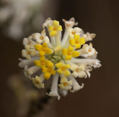 Japanischer Papierbusch Winter Liebe 60-80cm - Edgeworthia chrysantha