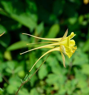 Zwergakelei Spring Magic Gelb - Aquilegia flabellata
