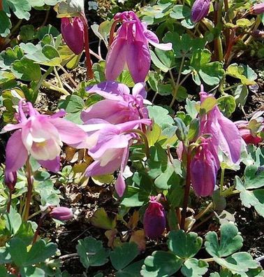 Zwergakelei Spring Magic Rosa-Weiß - Aquilegia flabellata