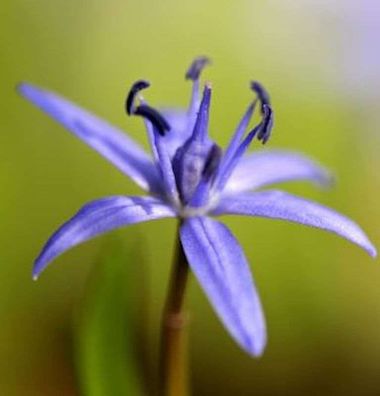 Zweiblättriger Blaustern - Scilla bifolia