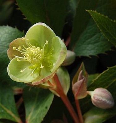 Christrose Lenzrose Sterni - Helleborus sternii