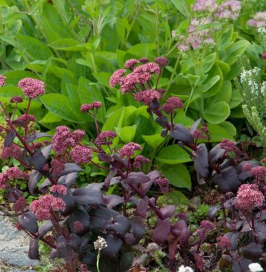 Fetthenne SunSparkler Dazzleberry - Sedum cultorum