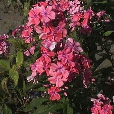 Hohe Flammenblume Bornimer Nachsommer - Phlox paniculata