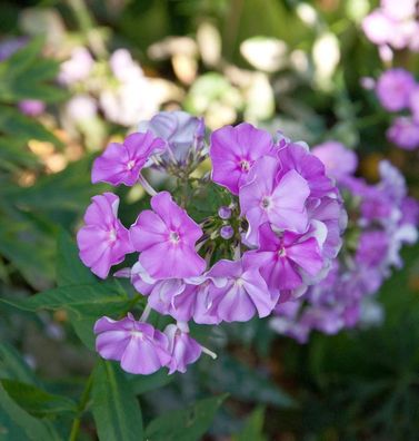 Hohe Flammenblume Christine - Phlox paniculata