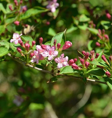 Weigelie Majorie 60-80cm - Weigela florida