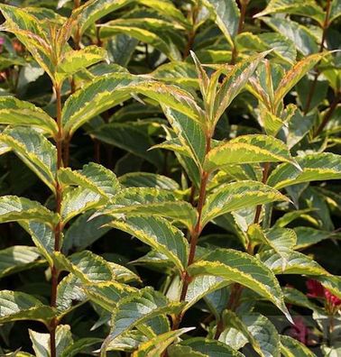 Buntlaubige Weigelie 30-40cm - Weigela