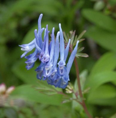 Blauer Lerchensporn China Blue - Corydalis flexuosa