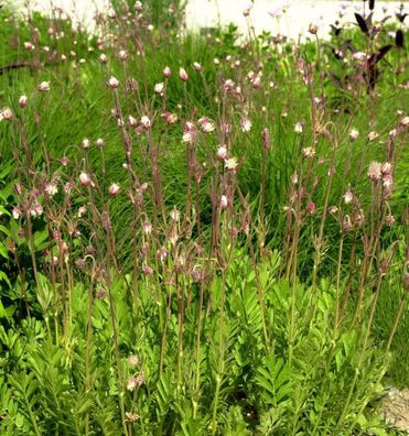 Dreiblütige Nelkenwurz - Geum triflorum
