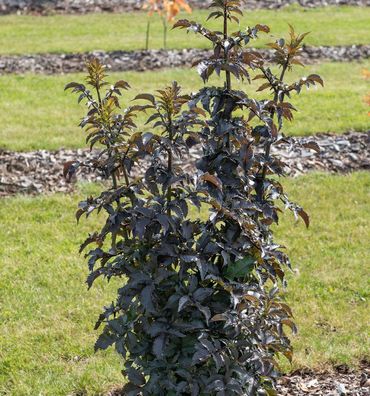 Schwarzer Holunder Laced Up 30-40cm - Sambucus nigra