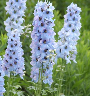 Hoher Rittersporn Neptun - Delphinium elatum